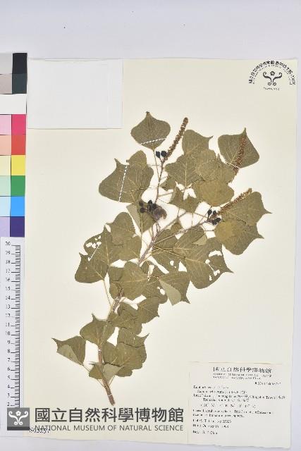 烏臼藏品圖，第1張