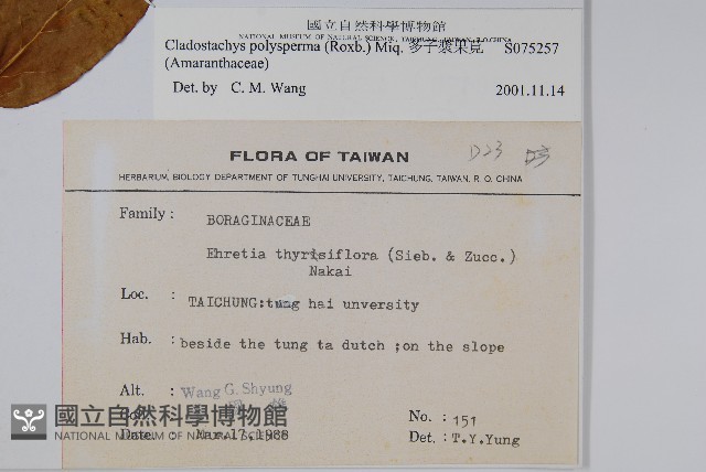 多子漿果莧藏品圖，第2張