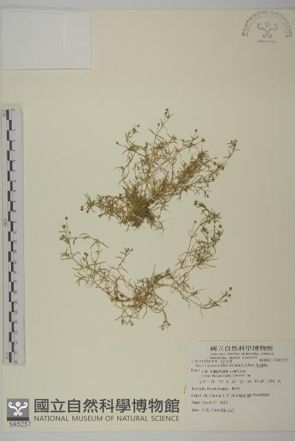 瓜槌草、漆姑草藏品圖，第1張