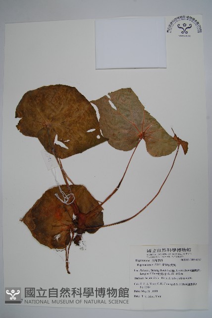 蘭嶼秋海棠藏品圖，第1張