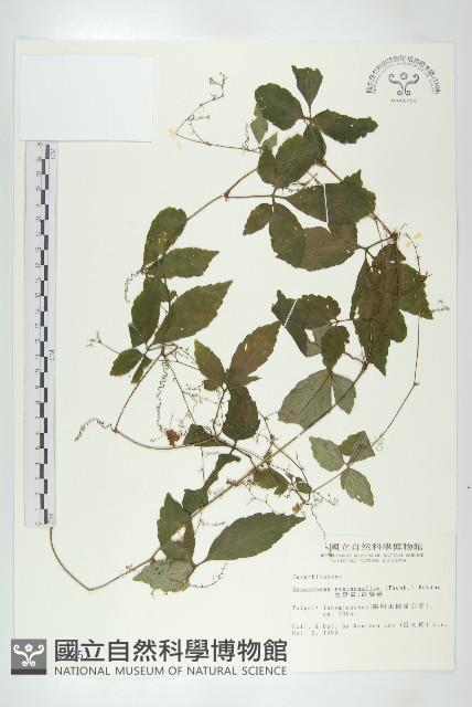 絞股藍藏品圖，第1張