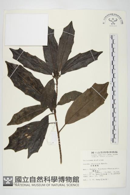 桃葉珊瑚藏品圖，第1張