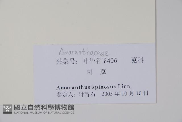 刺莧藏品圖，第2張