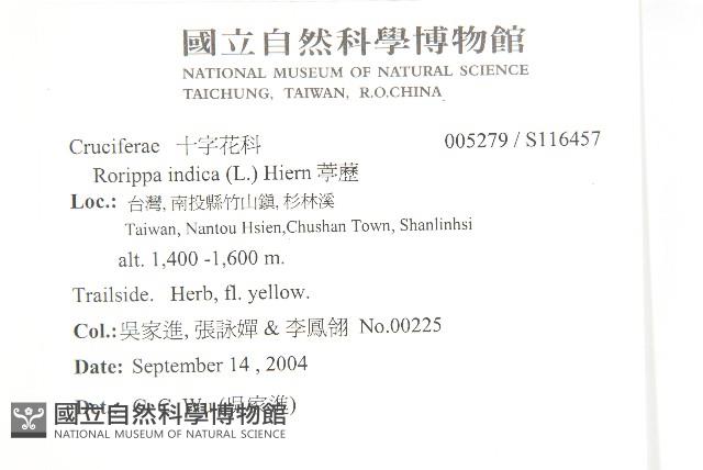 葶藶藏品圖，第2張