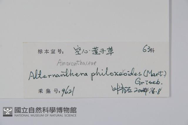 空心蓮子草藏品圖，第2張