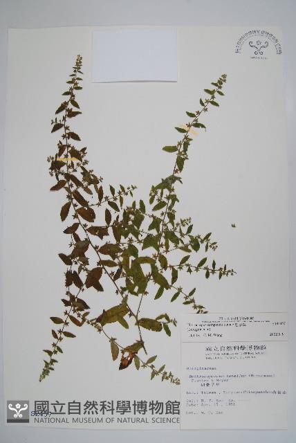 盾果草藏品圖，第1張