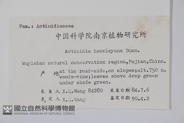 長葉獼猴桃藏品圖，第2張