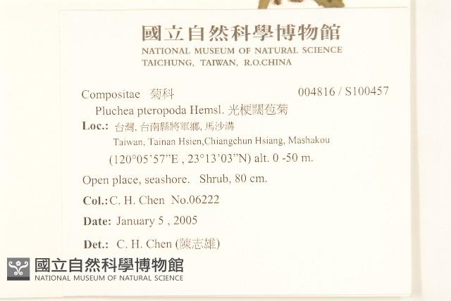 光梗闊苞菊藏品圖，第2張