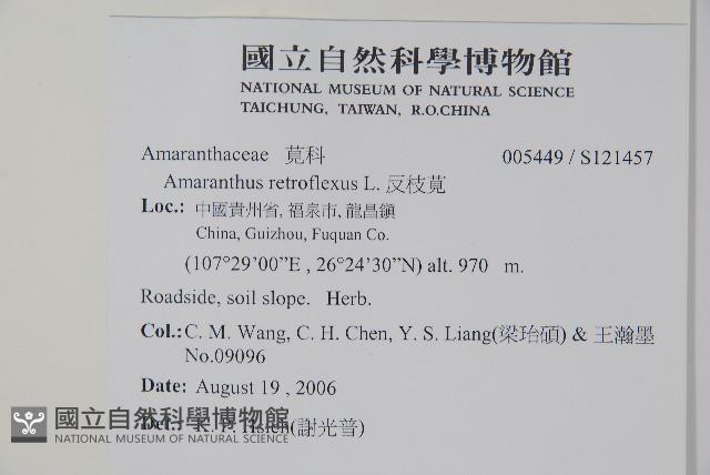 反枝莧藏品圖，第2張