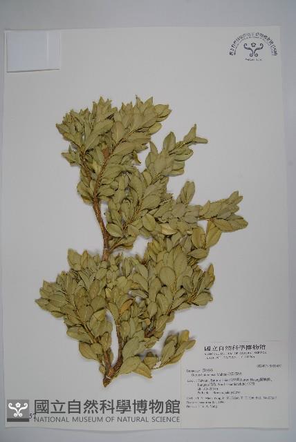 琉球黃楊藏品圖，第1張