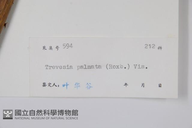 刺通草，梲樹，廣葉葠藏品圖，第2張