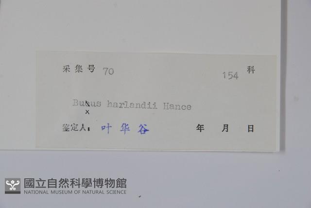 華南黃楊，雀舌黃楊，匙葉黃楊藏品圖，第2張