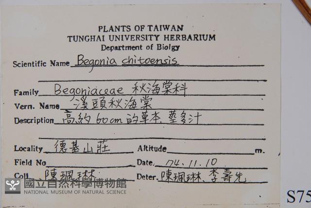 溪頭秋海棠藏品圖，第2張