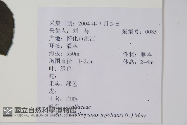 三葉五加、三加皮藏品圖，第2張