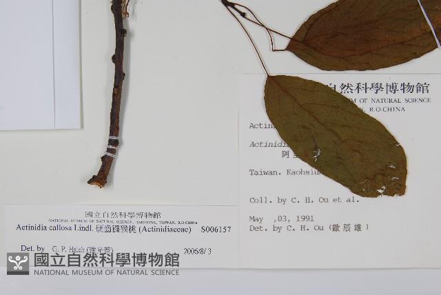 硬齒獼猴桃藏品圖，第2張