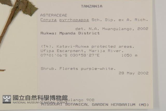 擬棕、卡菲爾椰子藏品圖，第2張