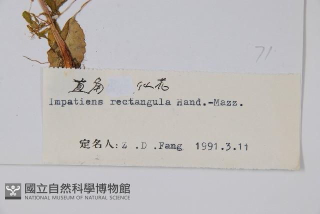 直角鳳仙花藏品圖，第2張