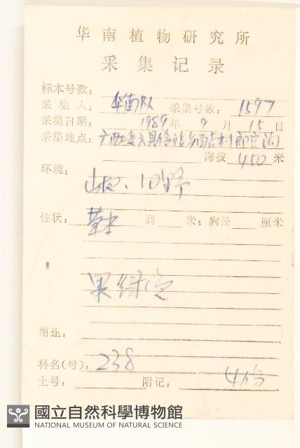 細葉苦實藏品圖，第2張