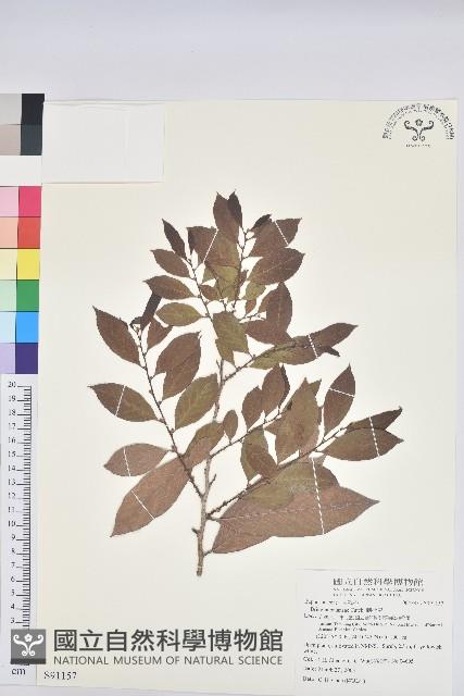 刺杜密藏品圖，第1張