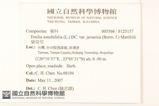 紫背草藏品圖，第2張