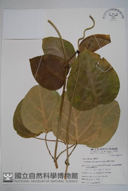 臺灣牛嬭菜藏品圖，第1張