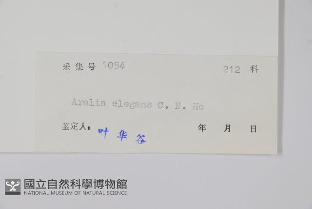 香麗蔥木藏品圖，第2張