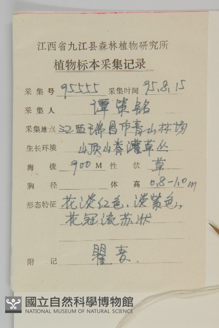 瞿麥藏品圖，第2張