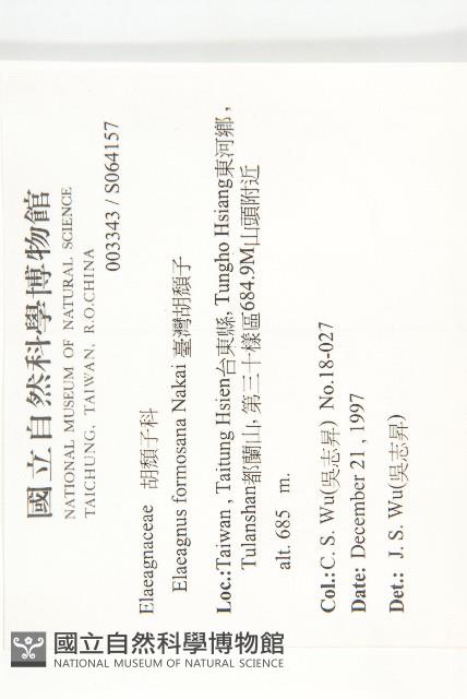 臺灣胡頹子藏品圖，第2張