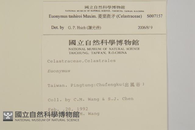 菱葉衛矛藏品圖，第2張