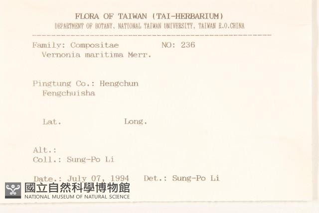 濱斑鳩菊藏品圖，第2張