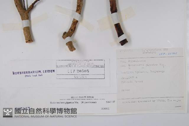 大山菜豆藏品圖，第2張