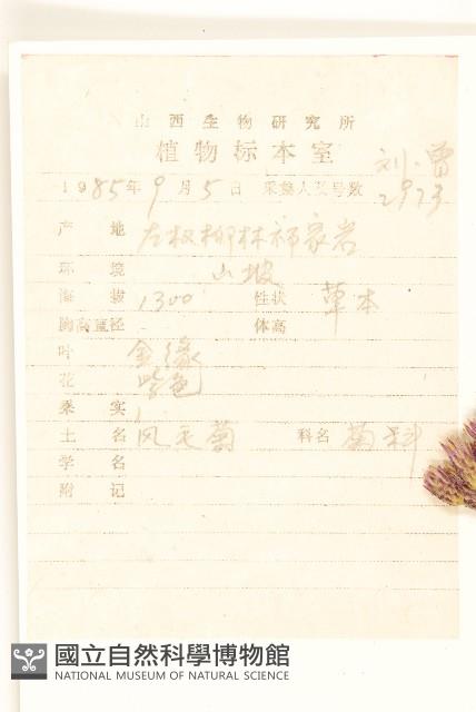 鳳毛菊藏品圖，第2張