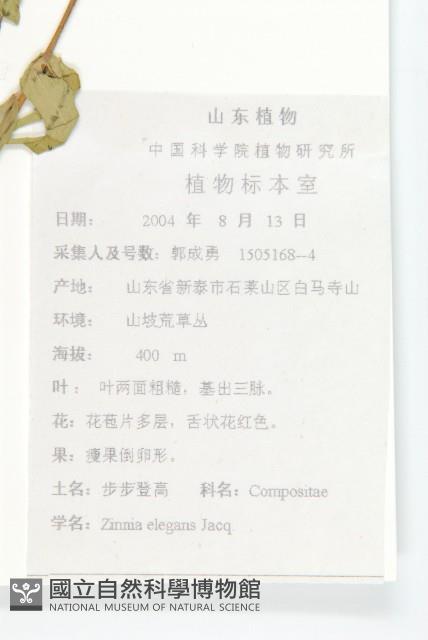 百日菊藏品圖，第2張