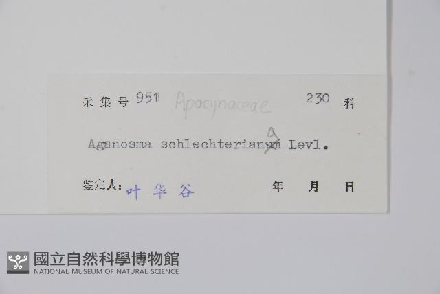 海南香花藤藏品圖，第2張