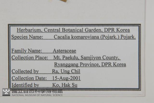 星葉兔兒傘藏品圖，第2張