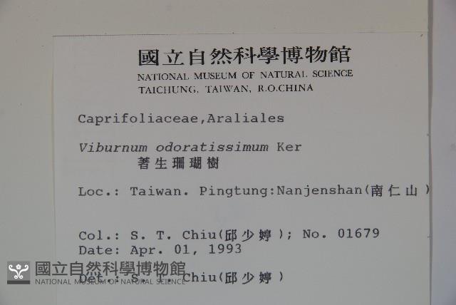 珊瑚樹藏品圖，第2張