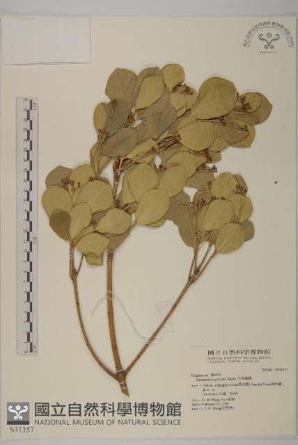 日本衛矛, 大葉黃楊藏品圖，第1張