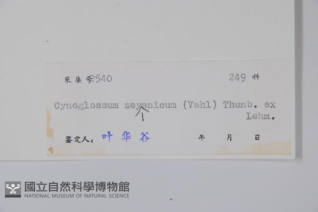 琉璃草藏品圖，第2張