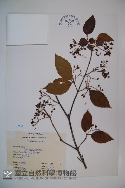 呂宋莢迷藏品圖，第1張