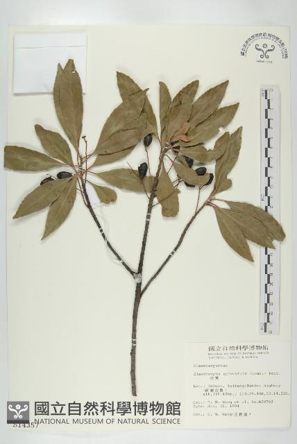 杜英、山杜英、蘭嶼杜英藏品圖，第1張