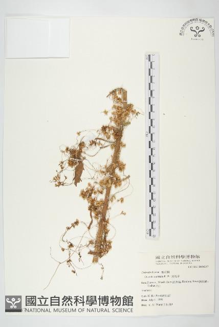 菟絲子藏品圖，第1張