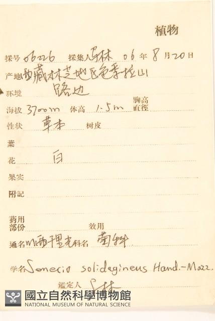 川西千里光藏品圖，第2張