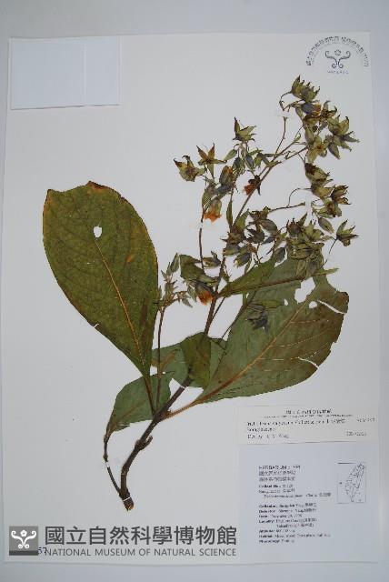 假酸漿藏品圖，第1張