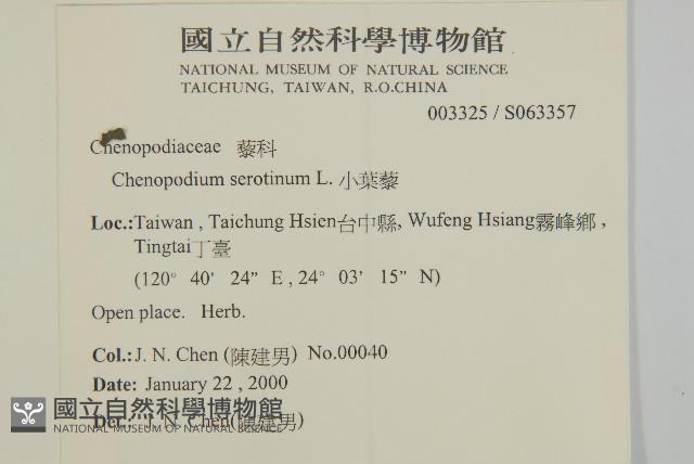 小葉藜藏品圖，第2張