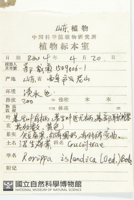 鳳花菜藏品圖，第2張