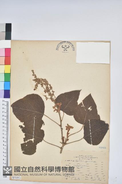 野桐藏品圖，第1張