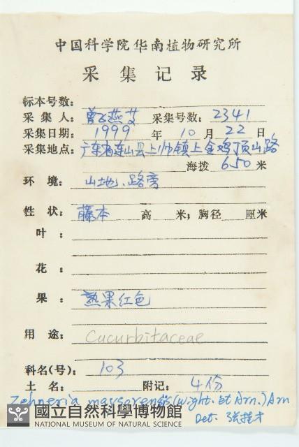 鈕子瓜藏品圖，第2張