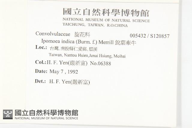 銳葉牽牛藏品圖，第2張