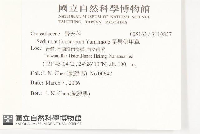 星果佛甲草藏品圖，第2張