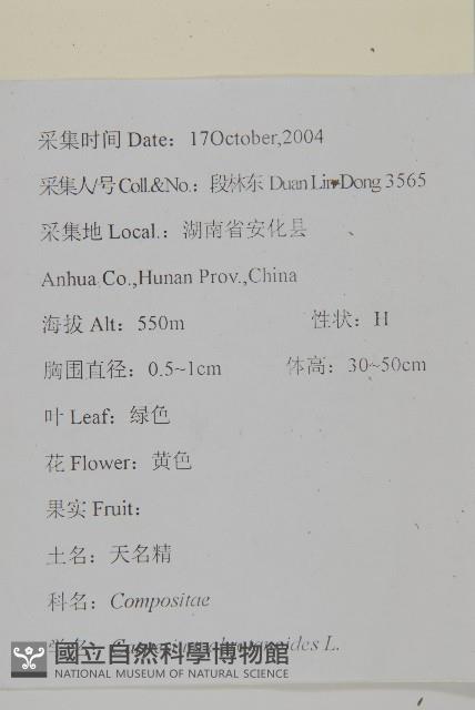 天名精藏品圖，第2張